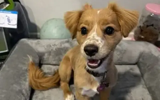 Puppy In Style in Los Angeles, CA