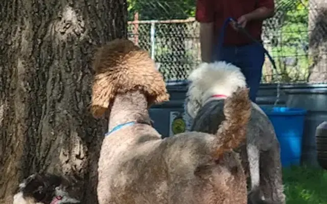 Country Pet Care in Glen Rose, TX
