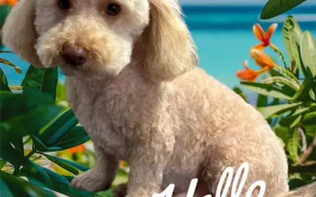 K-9 Design Pet Grooming in Wills Point, TX