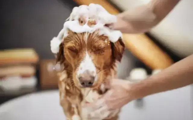 Paws & Claws Grooming in Auburn, CA