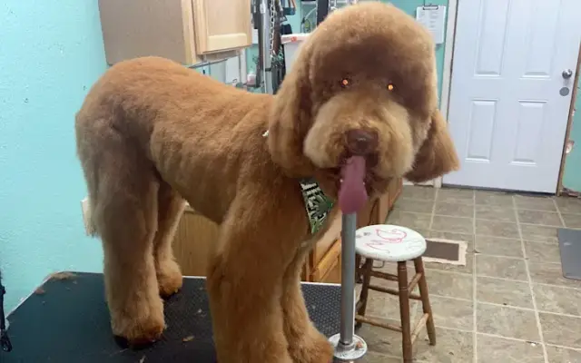 BrownSuga Paws Grooming in Dallas, TX