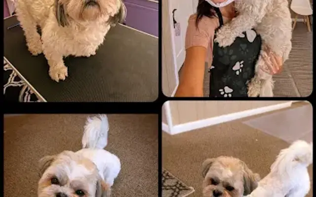 Picture Pawfect Grooming Salon in Waterloo, IA