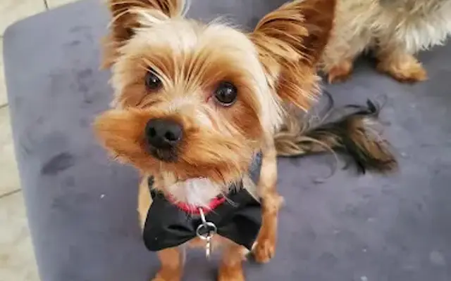 Chrisdoggrooming in Pacoima, CA
