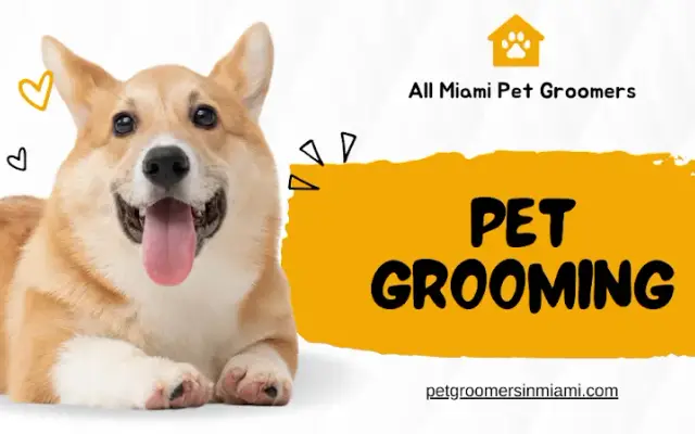 All Miami Pet Groomers in Port St. Lucie, FL