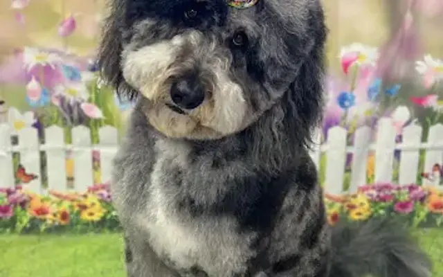 Hair N Dipity Pet Salon in Eldersburg, MD