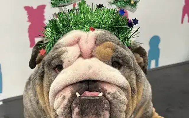 The Mobile Groom Room by Steph in Schertz, TX