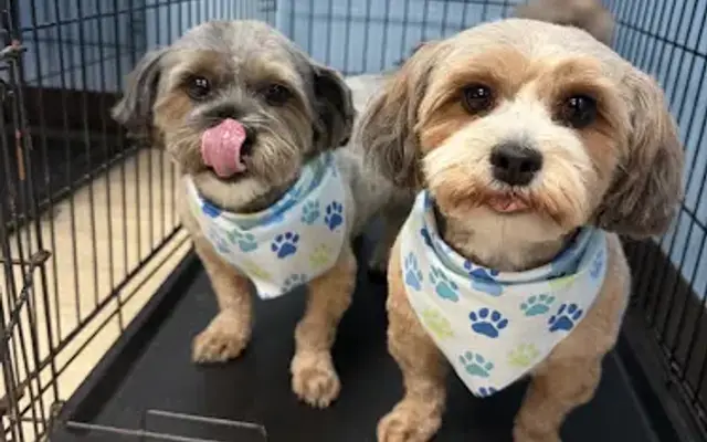 Pawsitive Pet Cuts in Lindstrom, MN