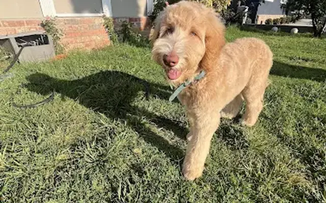 Heathers Little House of Grooming in Camarillo, CA
