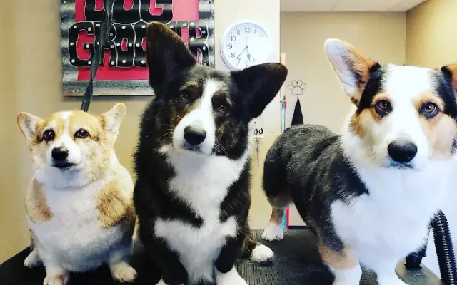 Melissa Grange Mobile Grooming in Choctaw, OK