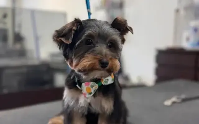 Pet Stylist in San Leandro, CA