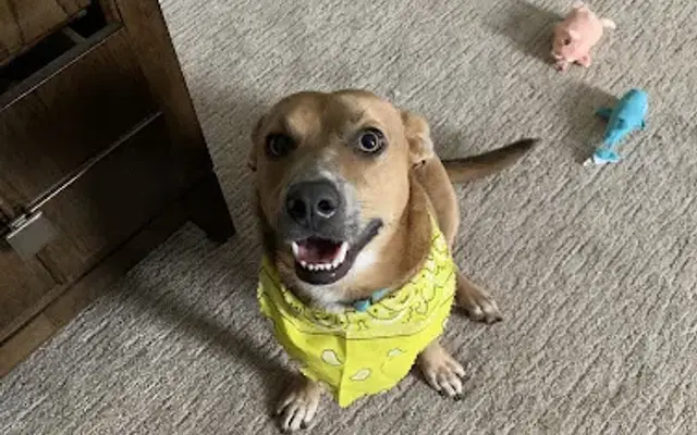 Pampered Pets in Melbourne, FL