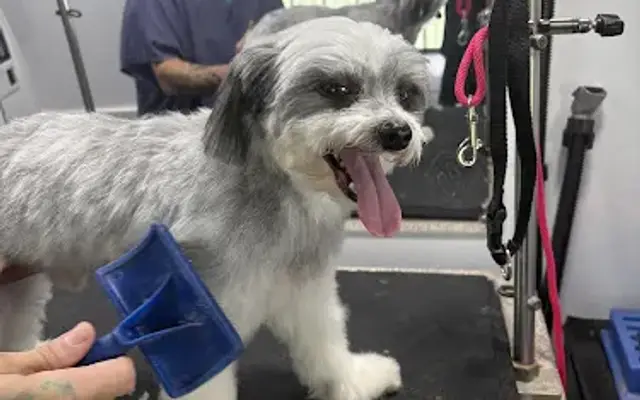 Portable Pooch Spa in Howell, MI