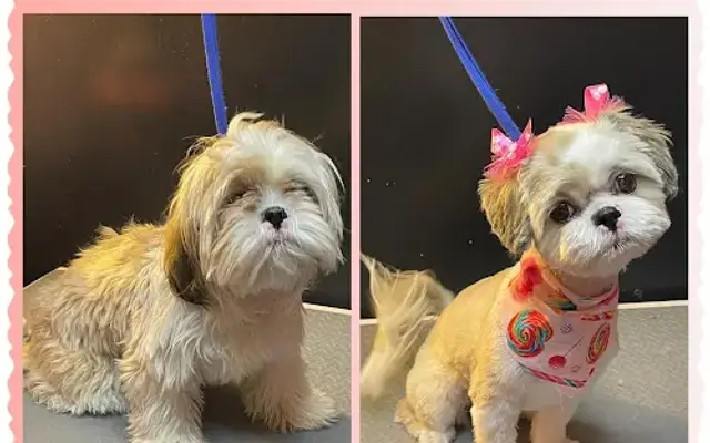 Petite Pawz Spa Mobile Grooming in Middletown, DE