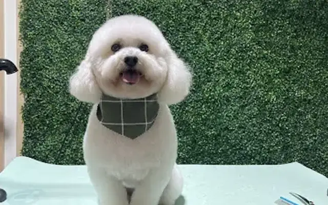 Good Hands Grooming Inc. in Miami Gardens, FL