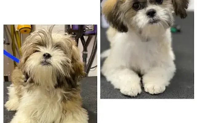 Ginger's Grooming in Piedmont, SC
