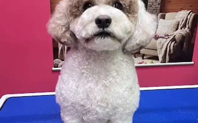 Dana’s Paw Grooming Studio in Fulshear, TX