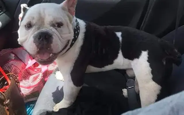 The Dog Groomer in Fort Myers, FL