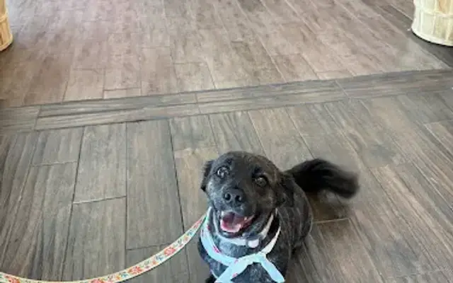 Woof Gang Bakery & Grooming Fleming Island in Fleming Island, FL