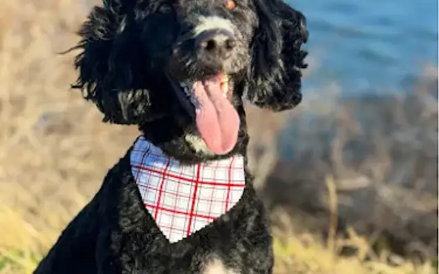 Groomingdale's PET SALON in Bingen, WA