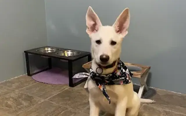 Bow Wow Bliss, an eco-friendly groomer in Pottstown, PA