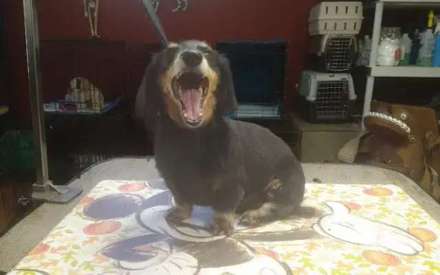 Sassy Fur Mobile Grooming in Freedom, CA