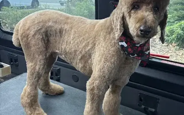 Paws in the Fast Lane Mobile Grooming in Tampa, FL