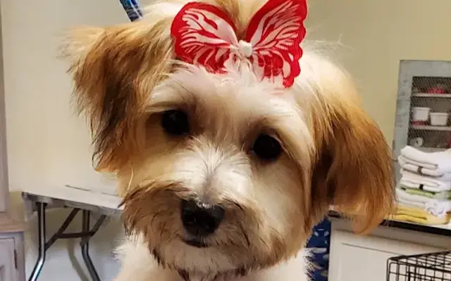 The Paw Spa Groomery New Richmond in New Richmond, WI
