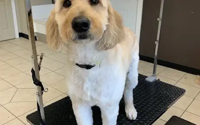 Arlo's Pet Grooming in Lewistown, PA