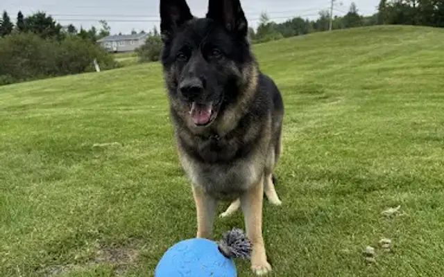 Nauti Dog Salon in Machias, ME