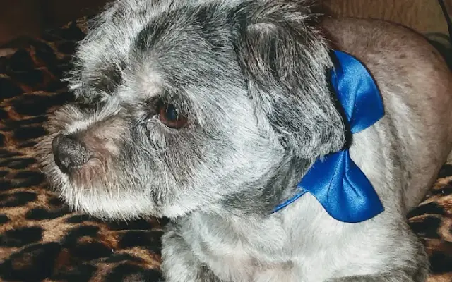 Dog Grooming by Cynthia in Okmulgee, OK