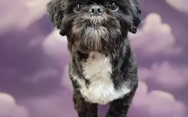 Tiny Paws Dog Grooming in Seymour, TN