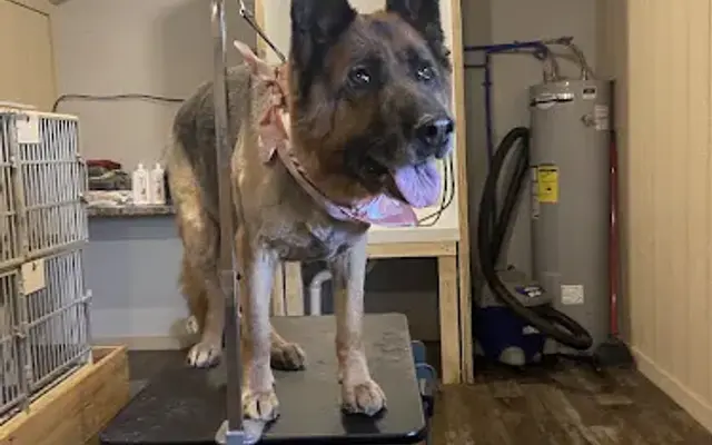 Mango's Star Grooming in Cadiz, OH