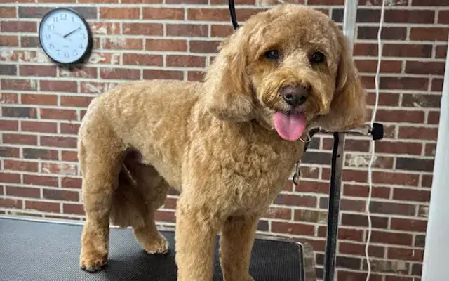 K-9 Designs Pet Salon in Butler, PA