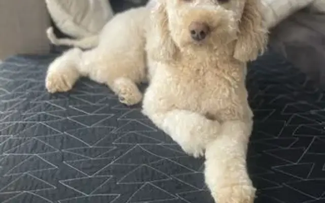D'Tails Pet Salon in Goshen, KY