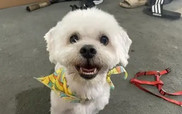 Sherman Oaks Dog Grooming in Sherman Oaks, CA