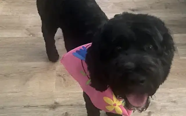 Pampered Pets in Huntsville, TX