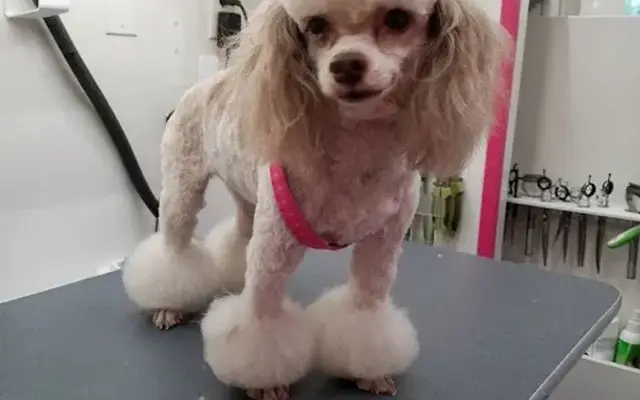 Luxe Mobile Pet Salon in Marina, CA