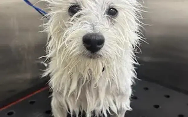 Colitas Dog Grooming in Maple Grove, MN