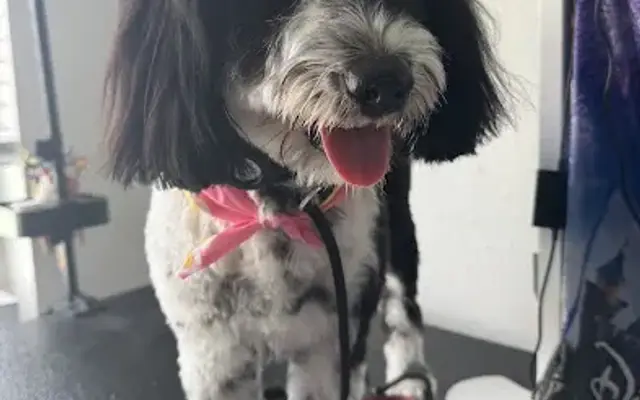 Pink Paws Grooming in Town 'N' Country, FL