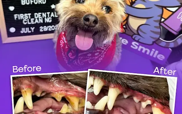 Pet Love Smile in Lake Wales, FL