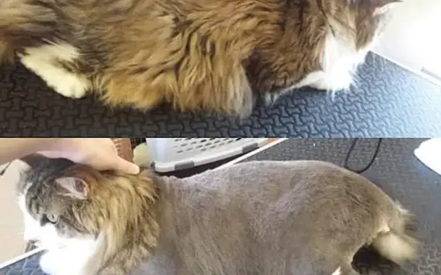 Mutts N Shaved Butts in Tyler, TX