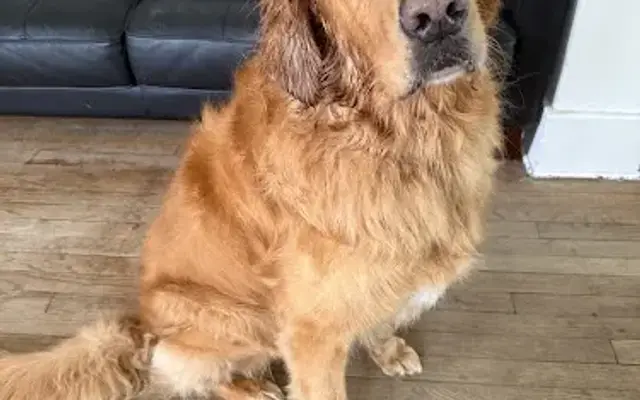 Carriage Hill Kennels in Glenview, IL