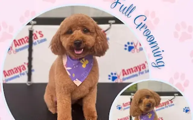 Amaya's Grooming #1 in Houston, TX