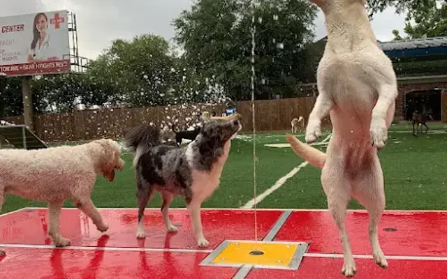 Houston Bark Park and Daycare in Houston, TX