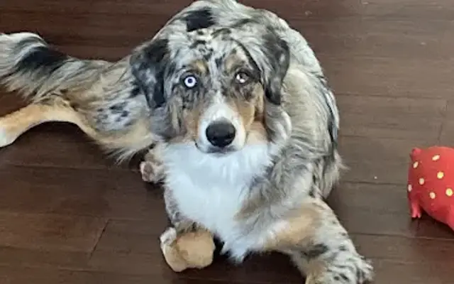 TennMont Farms Pet Boarding Service in Cornersville, TN