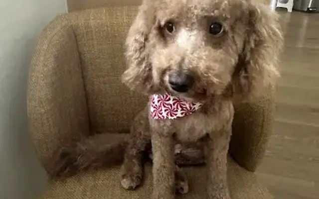 Celebrities Mobile Grooming in Stafford, TX