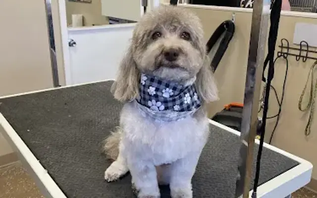 Posh Pets Dog and Cat Grooming in Council Bluffs, IA
