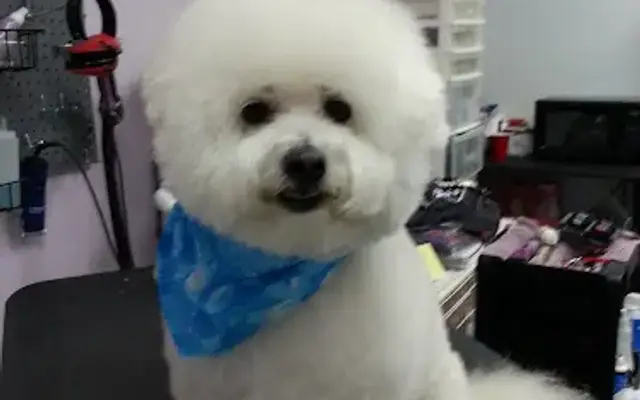 Classy K9 Mobile Groomer in Buckeye, AZ