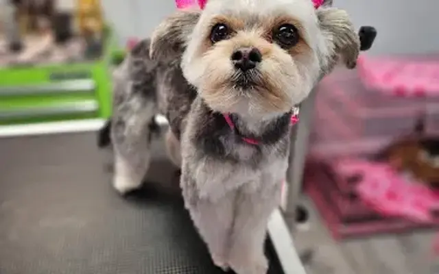 K9 KlipZ Dog Grooming in Elizabeth City, NC