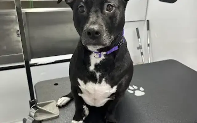 Bark and Bubbles Mobile Dog Grooming in Murray, UT